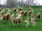 Haflinger Gestüt
