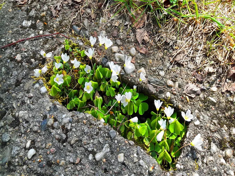 Monument Grünes Band