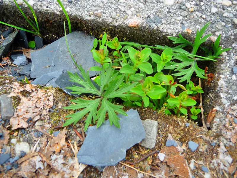 Schieferpfad bei Gräfenthal